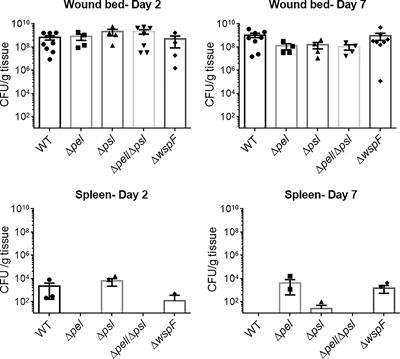 Contribution of Pseudomonas aeruginosa Exopolysaccharides Pel and Psl to Wound Infections